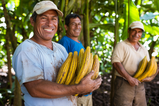 cacao farm3